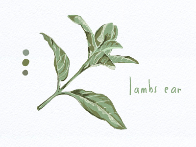 Botanical Illustration 03