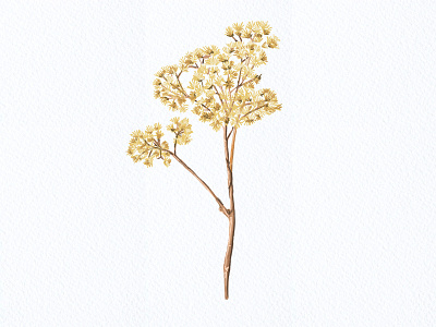 Botanical Illustration 11