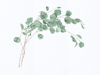 Botanical Illustration 12