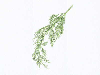 Botanical Illustration 13