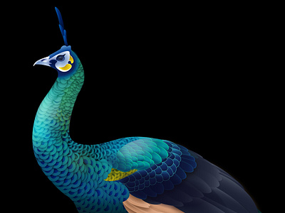 Green Peafowl by DongNan on Dribbble