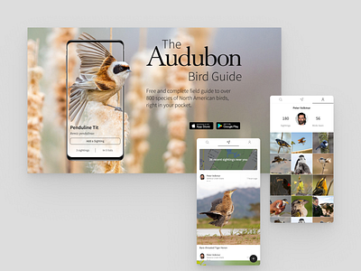 The Audubon Bird Guide app ui