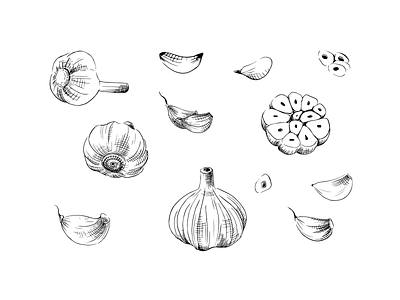 Garlic - freehand illustration draw food freehand garlic hand il illustration ingredient pencil vector vegetables