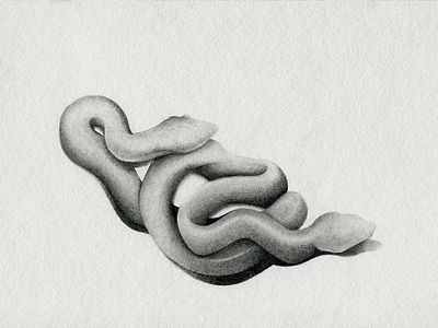 snake black white contrast draw figuredrawing graphite illustration light snake twins