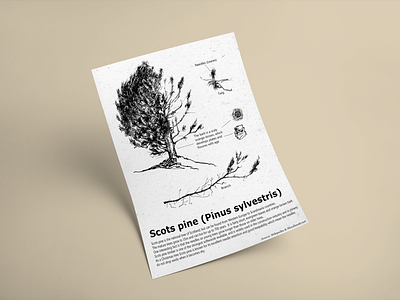 Scientific drawing . Scots Pine
