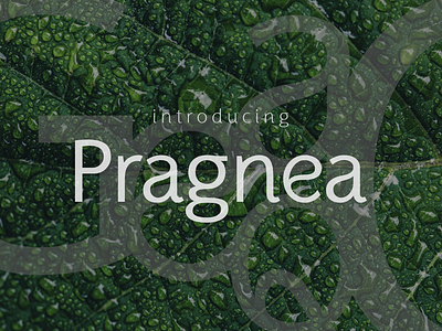 Pragnea Sans Serif