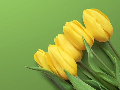 5 Free Tulips Wallpapers colorfull flower free jpg nature spring tulips wallpaper yellow