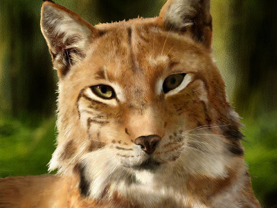 Lynx Illustration