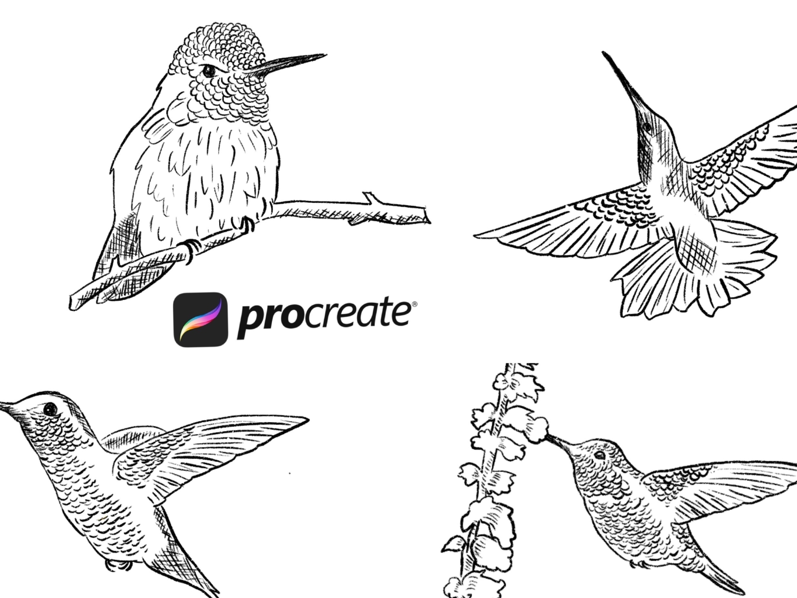 Procreate drawing hummingbird by Arnadi on Dribbble