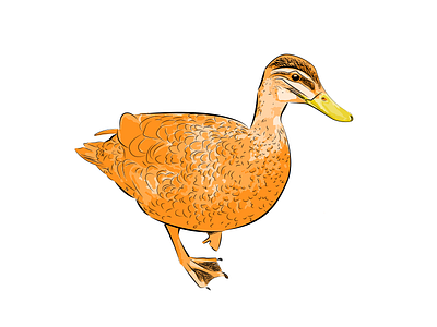 Orange Duck animal bird digital art duck feather illustration illustrator orange sketch vector