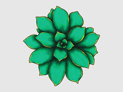 Succulent Illustration designer draw drawing illustration plant plant illustration succulent succulents wacom intuos