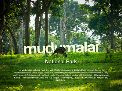 Mudhumalai National Park animal aplication art artwork dear design forest fresh green morning nature photography photoshop sunlight ux visual design wild animal