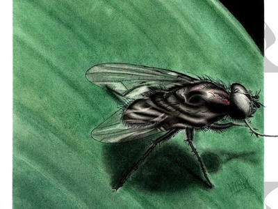 fly charcoal drawing fly illustration insect