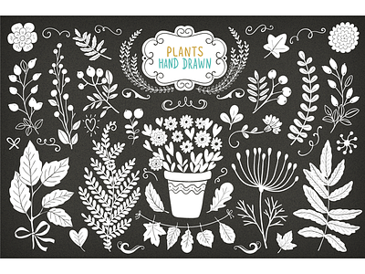 Plants Hand Drawn