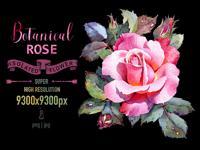 Botanical Illustration Rose flower