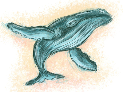 Whale sketch digitalart illustration krita sketch whale xp pen