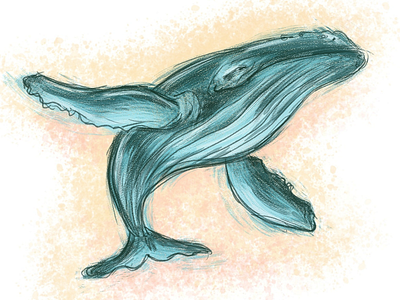 Whale sketch