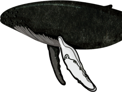 Whale illustration artist design designer detail drawing illustration illustrator ipadpro ocean procreate studio texture whale