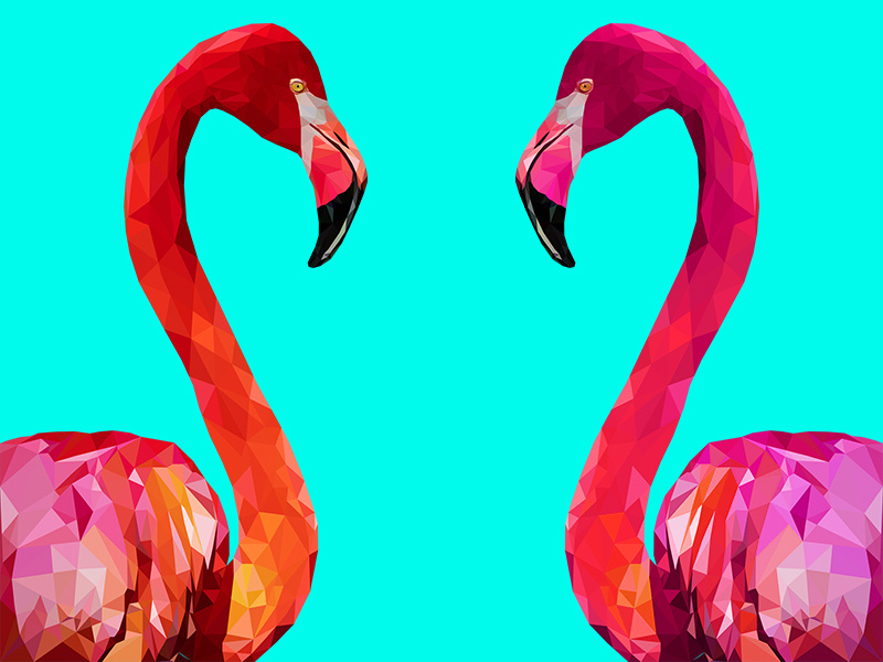 Flamingo By Gil Finkelstein On Dribbble