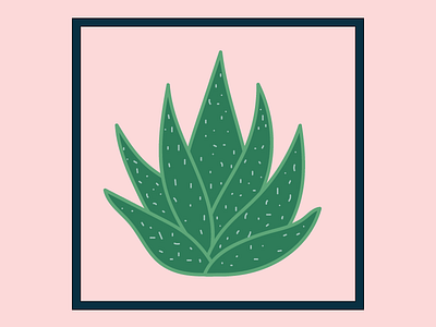 Aloe design drawing graphic illustration illustrator plants