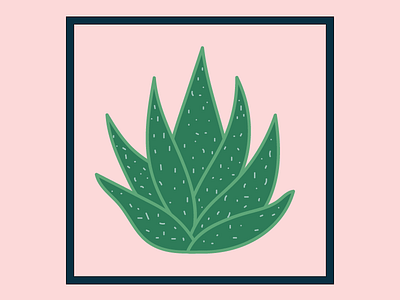 Aloe