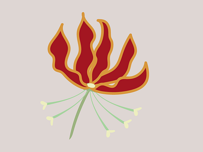 Fire Lily drawing firelily graphic illustration illustrator plants vector