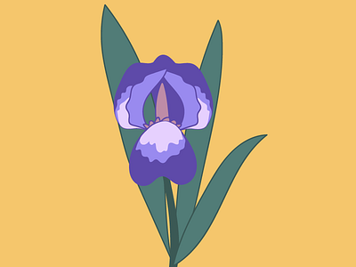 Iris design drawing flower graphic illustration illustrator iris plant plants vector