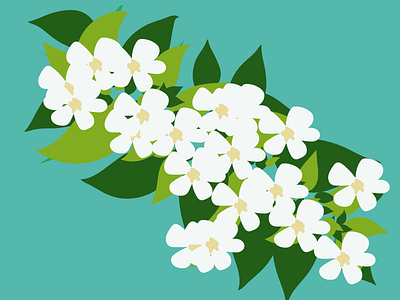 Jasmine design drawing flower flowers graphic illustration illustrator jasmine plant plants vector