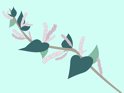Knotweed design drawing flower flowers graphic illustration illustrator knotweed plant plants vector