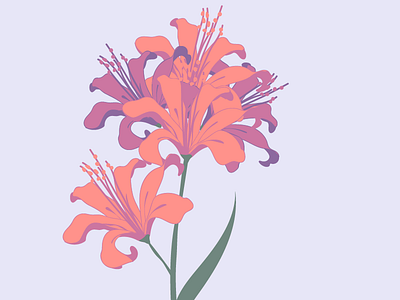 Nerine design drawing flower flowers graphic illustration illustrator nerine plant plant illustration plants vector