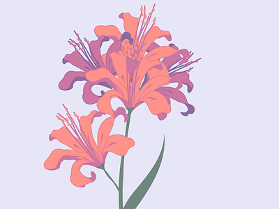 Nerine