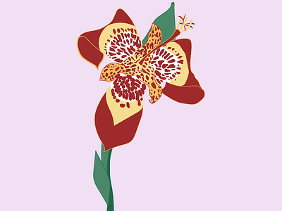 Pavonia (tigridia) design drawing flower flower illustration flowers graphic illustration illustrator pavonia plant plant illustration plants vector