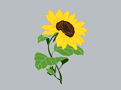 Sunflower design drawing flower flower illustration flowers graphic illustration illustrator plant plant illustration plants sunflower vector