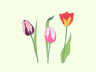 Tulips design drawing flower flower illustration flowers graphic illustration illustrator plant plant illustration plants tulip tulips vector