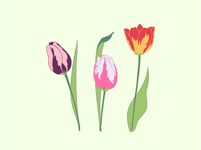 Tulips