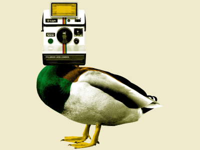 Quack Photography art artist design designer duck ducks photography photoshop polaroid