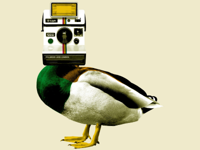 Quack Photography