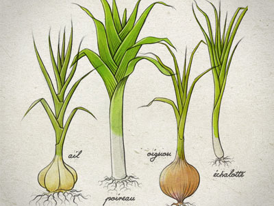 Fruixi drawing green illustration vegetables
