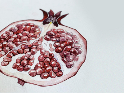 Pomegranate illustration pomegranate watercolor