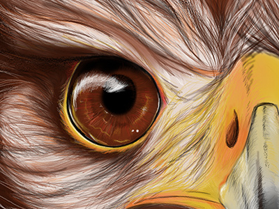 Eagle eyes