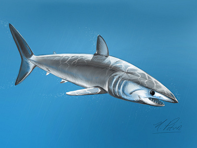 Shark blue pencil photoshop sea shark