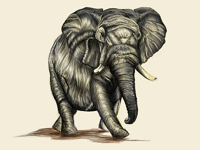 Elephant3 animal cintiq companion drawing elephant photoshop wacom