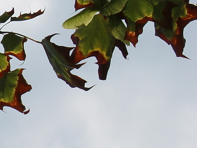 The Beauty of Brampton beauty canon eos rebel dslr nature photography plants