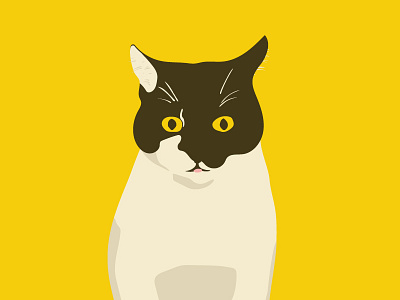 Panda animal cartoon cat illustration pet yellow