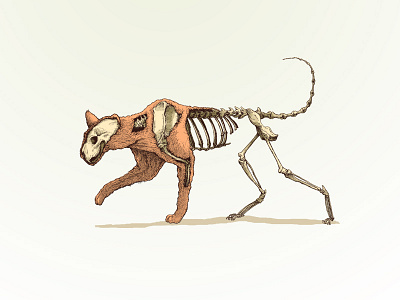 Lion illustration lion skull