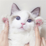 Alixy