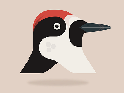 Acorn woodpecker acornwoodpecker bird costa rica design illu illustration vector woodpecker