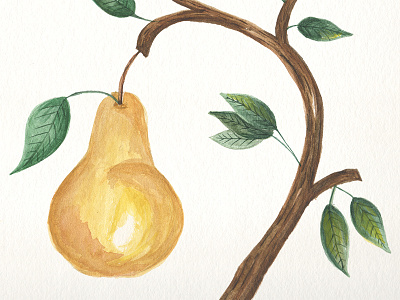 Pear Watercolor art bark fall fruit hand draw illustration leaf leaves pear tree watercolor