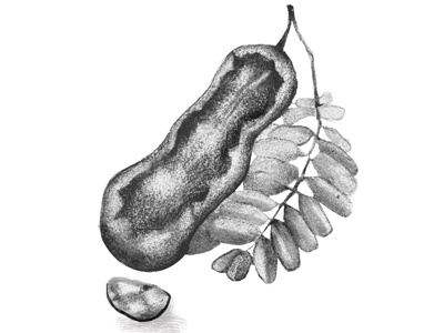 Tamarindus Indicus food illustration graphite illustration pencil vegan