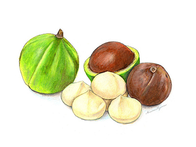 Macadamia Nuts